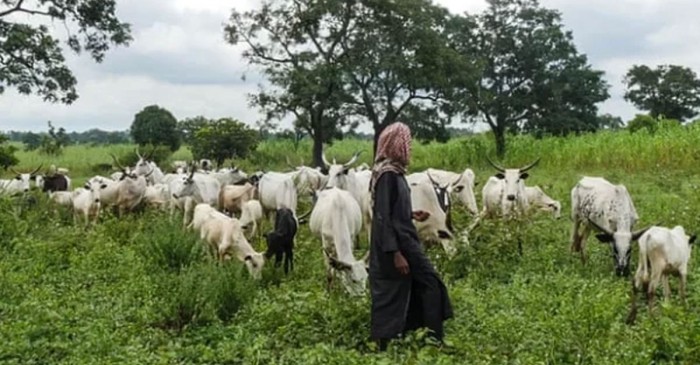 নাইজেরিয়ায় সংঘর্ষে নিহত অন্তত ৮৫