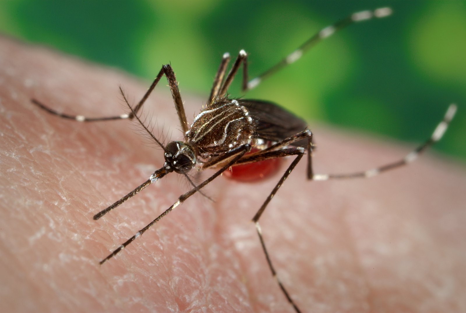 Pressure mounts on healthcare facilities as dengue increasing alarmingly