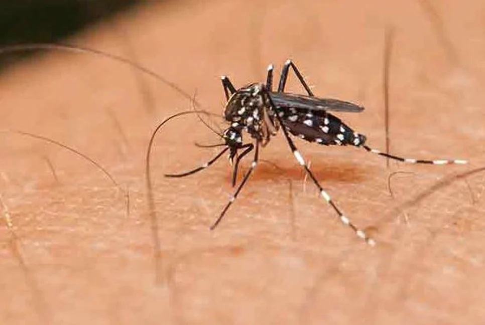 ঘর মশামুক্ত রাখার ঘরোয়া উপায়