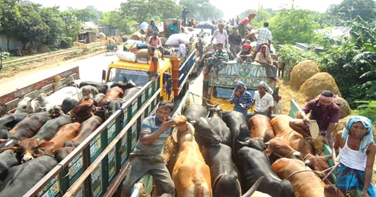মহাসড়কে চাঁদার ‘দাপট’, দুশ্চিন্তায় গরু ব্যবসায়ীরা
