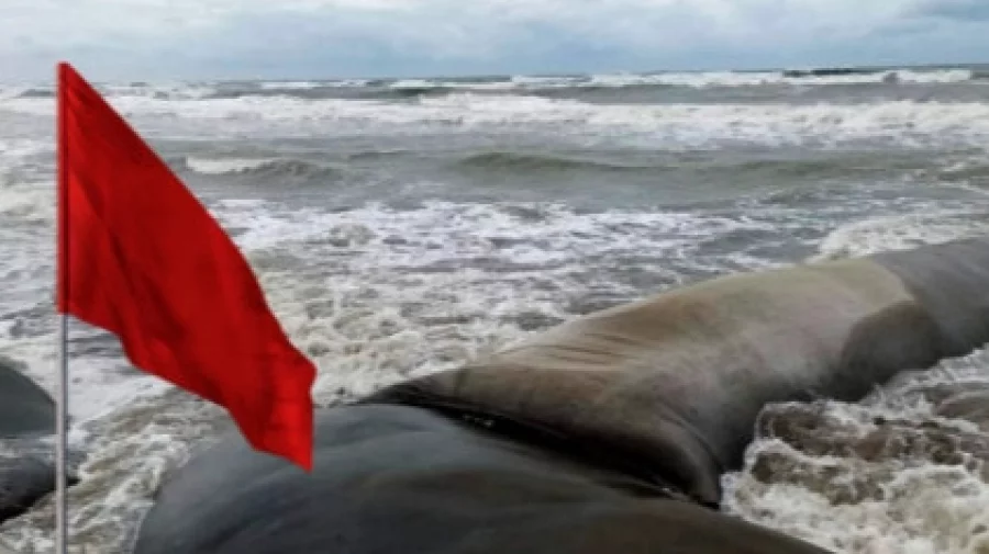 Four seaports asked to hoist cautionary signal 3 Fishing boats and trawlers in the northern Bay have been advised to stay close to coast