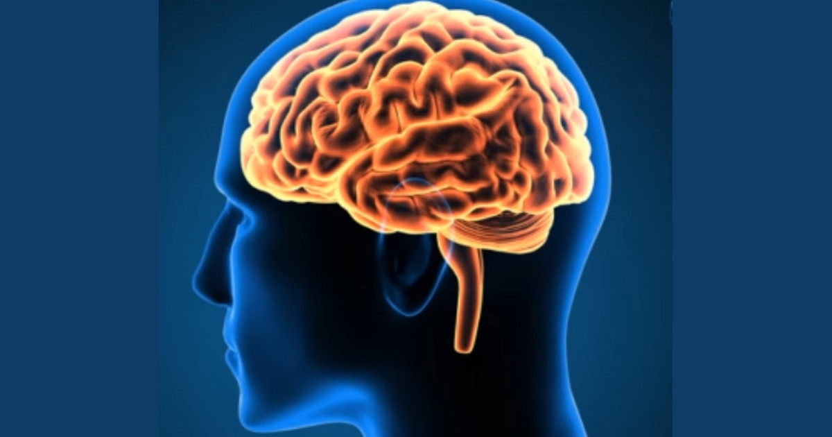 মানুষের মস্তিষ্কের বিকাশে নতুন গবেষণা প্রকাশ