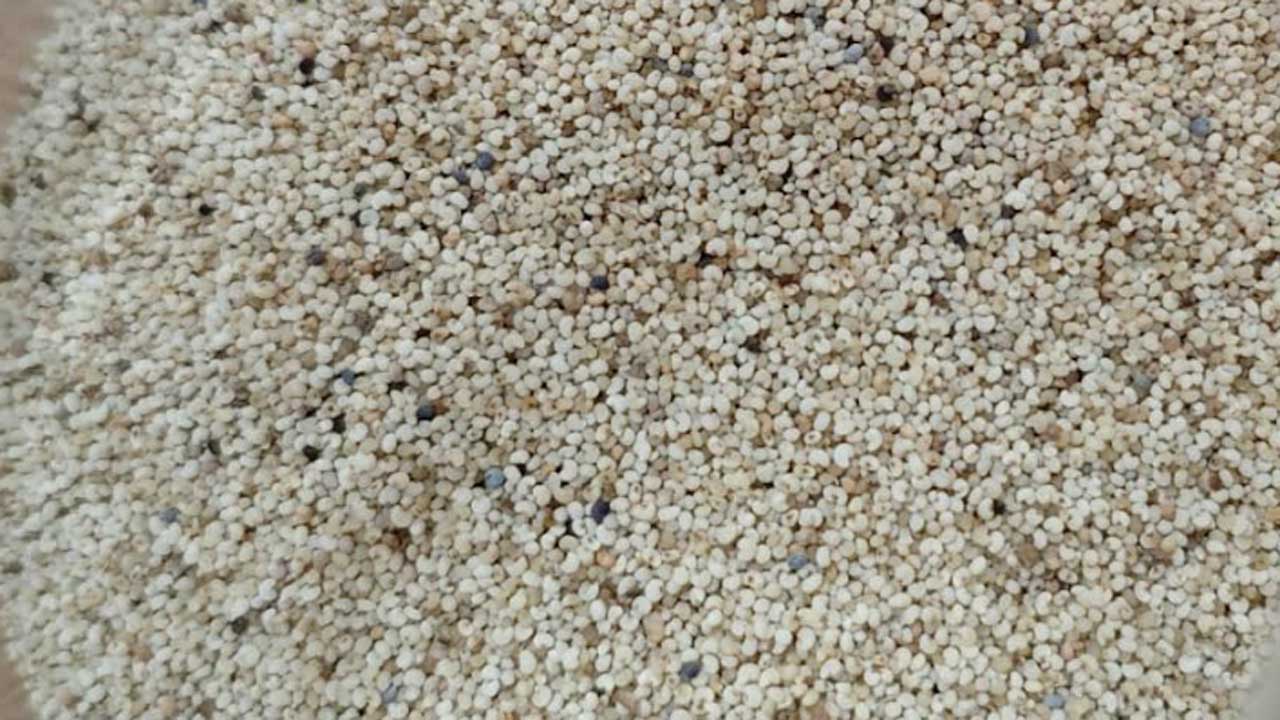 চট্টগ্রাম বন্দরে পাখির খাদ্যের আড়ালে ২৫ হাজার কেজি নিষিদ্ধ পপি সিড জব্দ