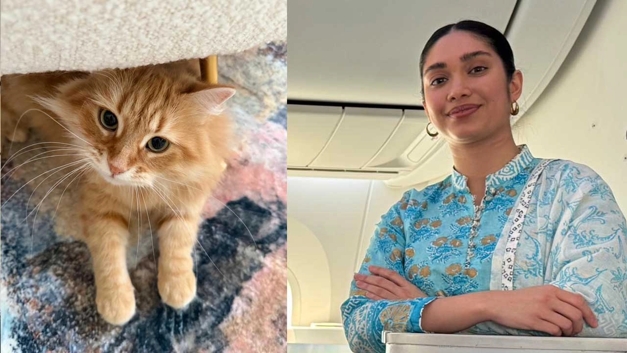 জাইমা রহমানের ফেসবুক পোস্টে উঠে এলো পরিবারের পোষা বিড়াল ‘জেবু’র হৃদয়ছোঁয়া গল্প