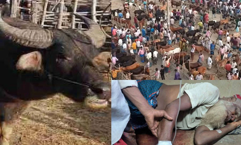জামালপুরে পশুর হাটে মহিষের তাণ্ডবে প্রাণ গেল ২ জনের, এলাকায় শোকের ছায়া