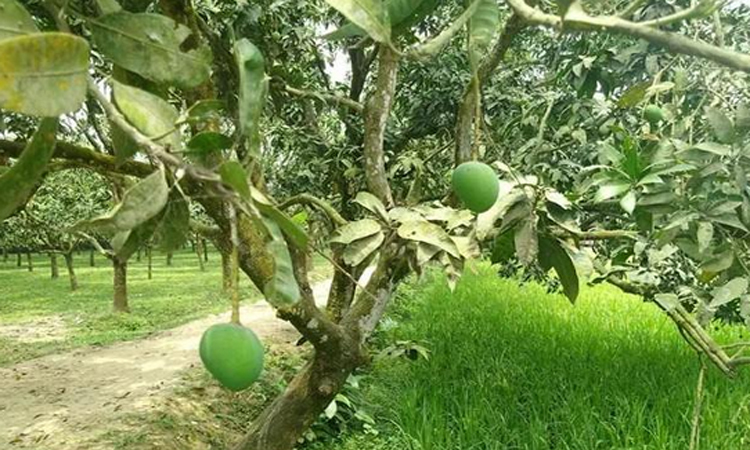 রংপুরে ২৫০ কোটি টাকার হাঁড়িভাঙ্গা আম বাণিজ্যের সম্ভাবনা, জিআই স্বীকৃতির পর বিশ্ববাজারে কদর বাড়ছে