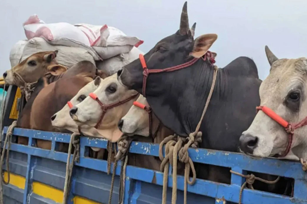 উচ্চ মূল্যস্ফীতি ও জীবনযাত্রার ব্যয় বৃদ্ধির কারণে কমছে পশুর কোরবানি