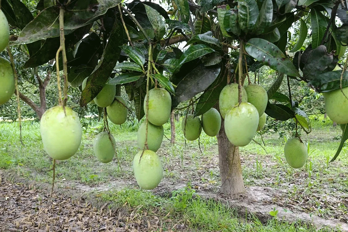 মালয়েশিয়ায় বাংলাদেশের তাজা আম রফতানির চূড়ান্ত প্রক্রিয়া শুরু, জুনে আসছে প্রতিনিধিদল